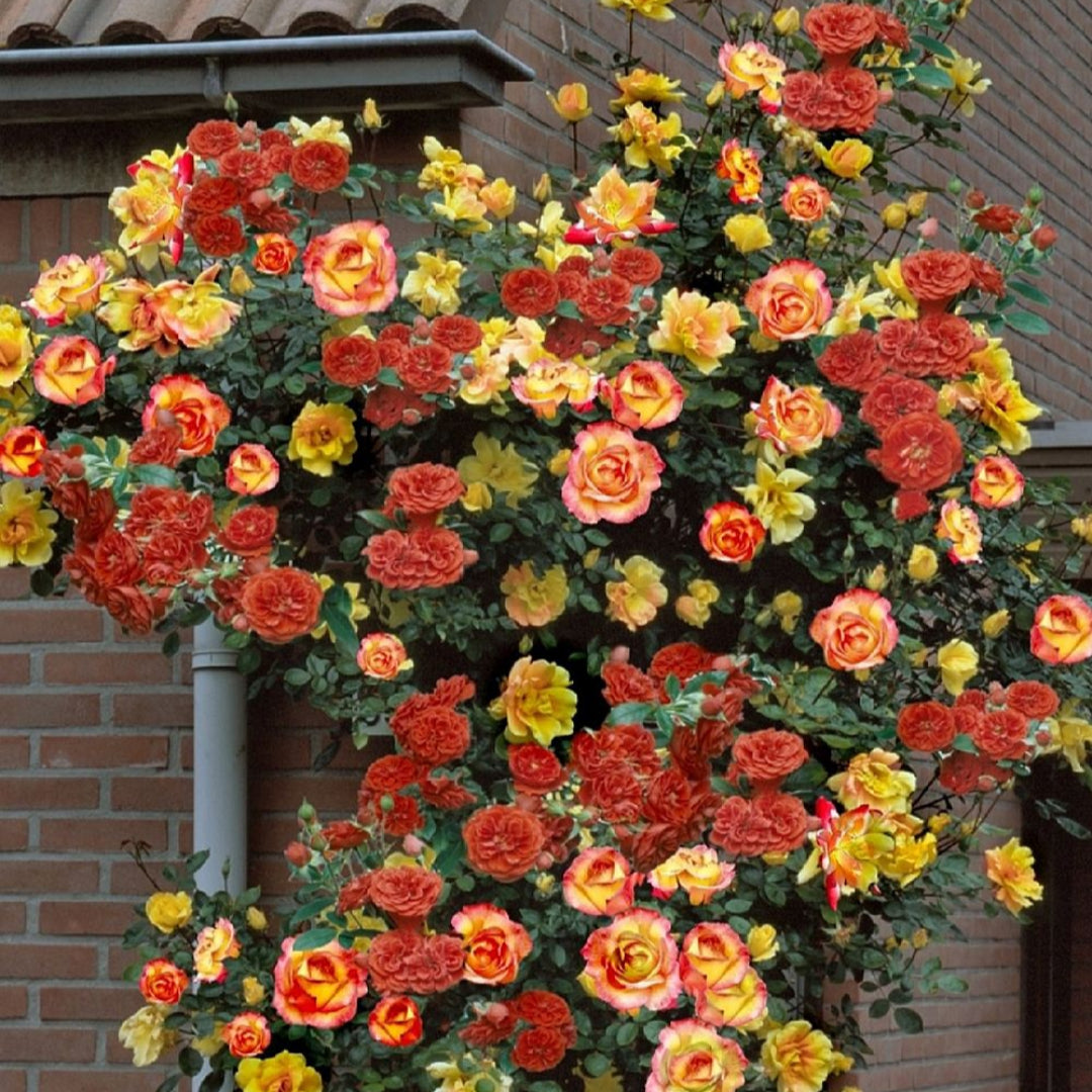 Pinata Climbing Rose