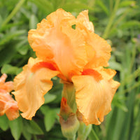 Iris Germanica 'Maid of Orange' Bearded German Iris