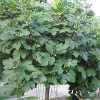 Young Celeste Fig Tree growing in outdoor container