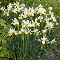 Butter & Sugar' Siberian Iris, Stunning Display of Butter Yellow and White Blooms