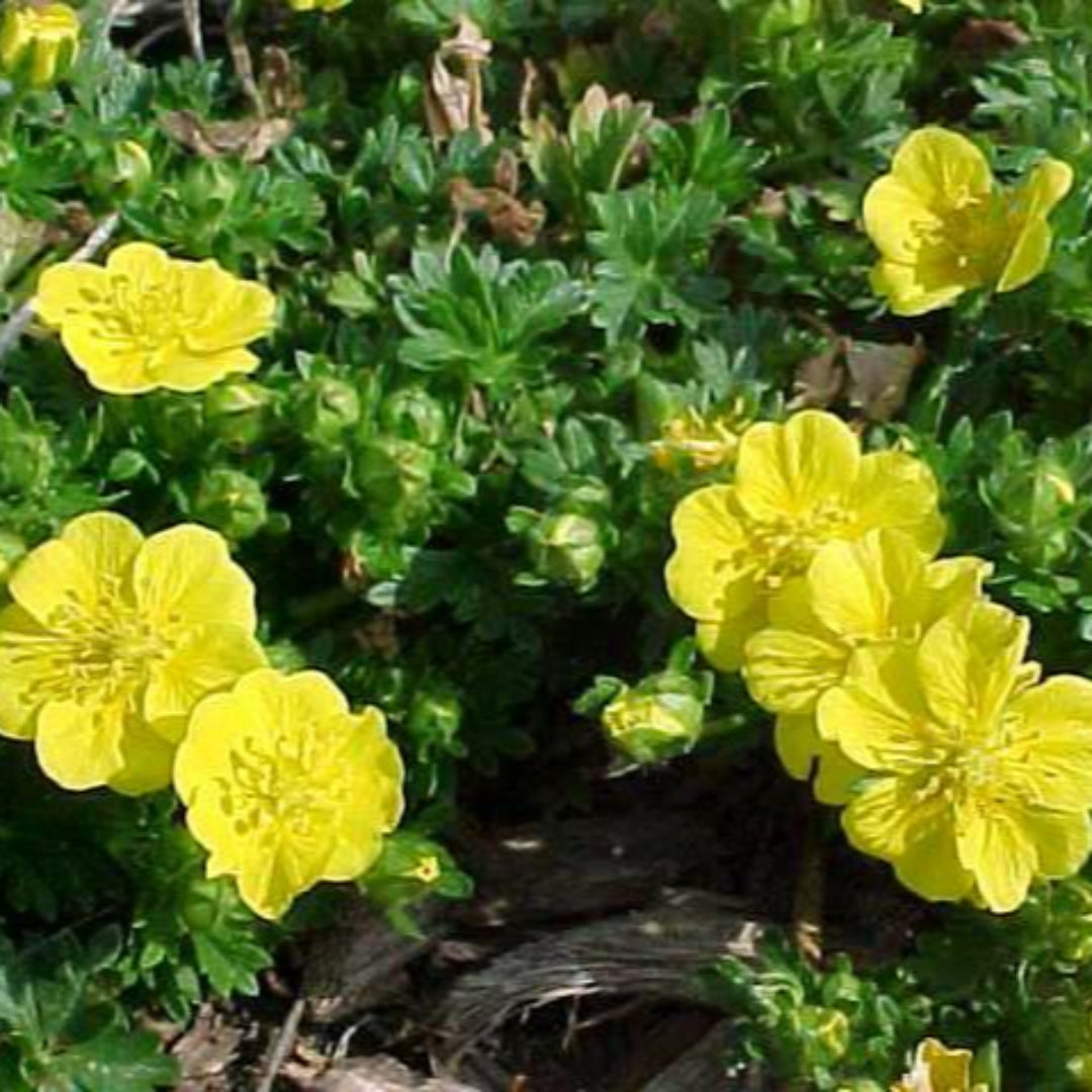 Potentilla Neumanniana &
