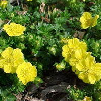 Potentilla Neumanniana 'Nana'