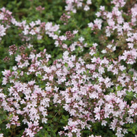 Creeping Thyme Pink Chintz foliage