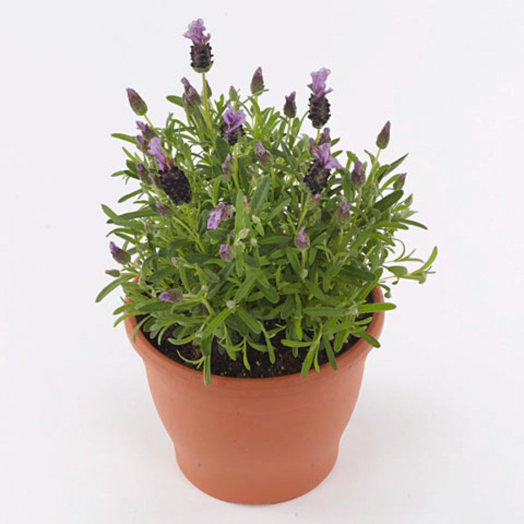 Lavandula Stoechas