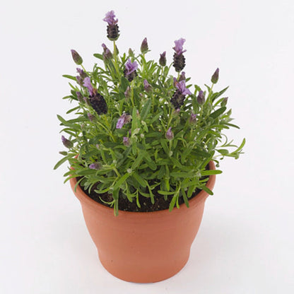 Lavandula Stoechas