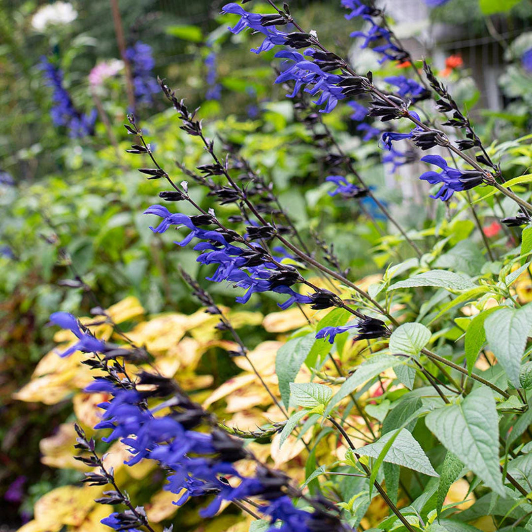 Salvia guaranitica &