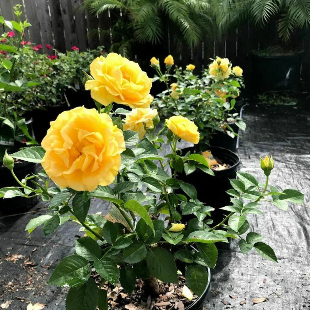 Gilden Sun Tree Form Rose