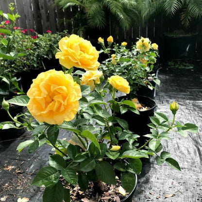Gilden Sun Tree Form Rose