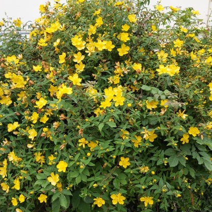 Hypericum Hidcote