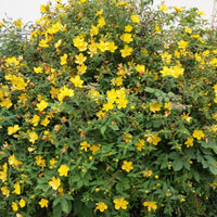 Hypericum Hidcote