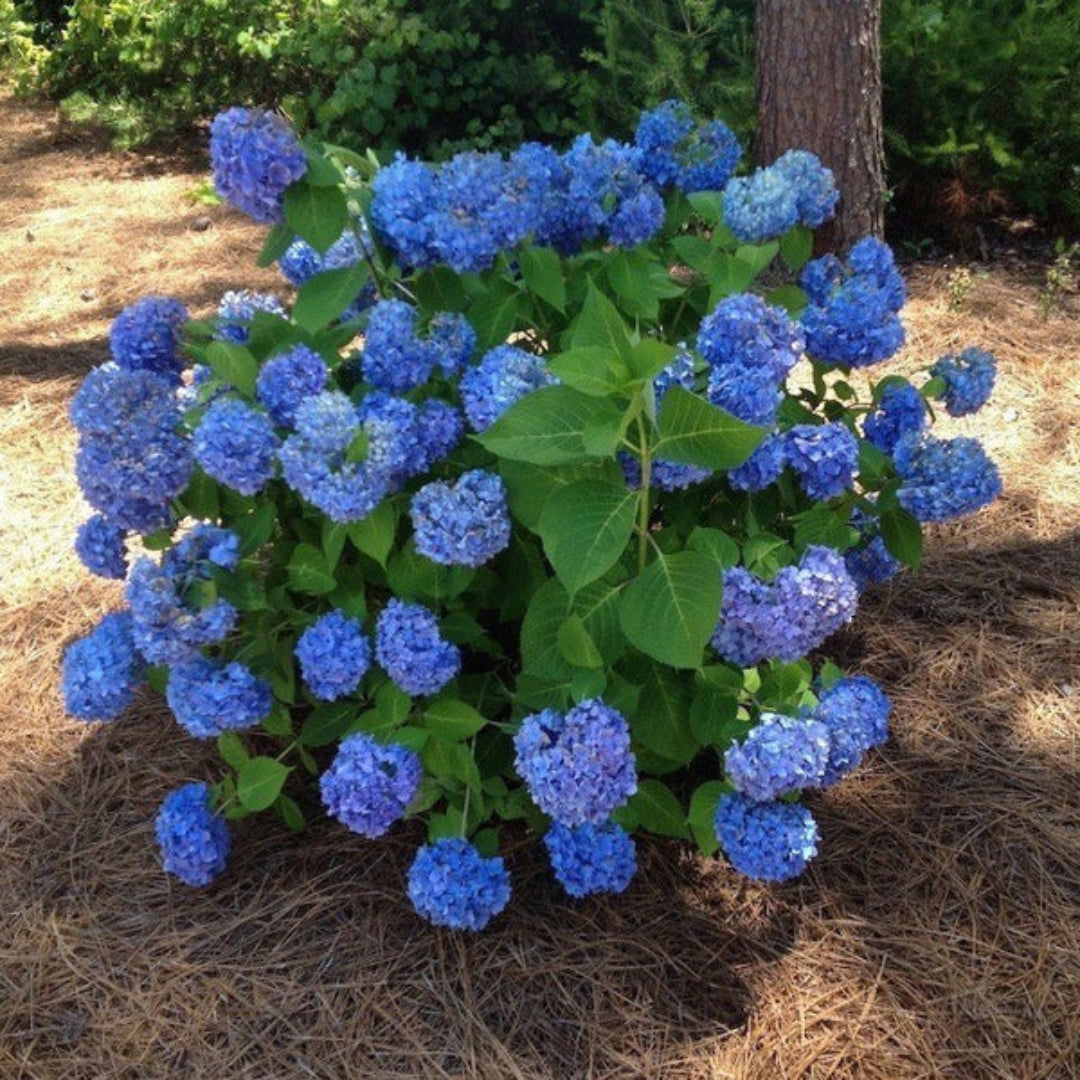 Nikko Blue Hydrangea in Full Bloom in Summer