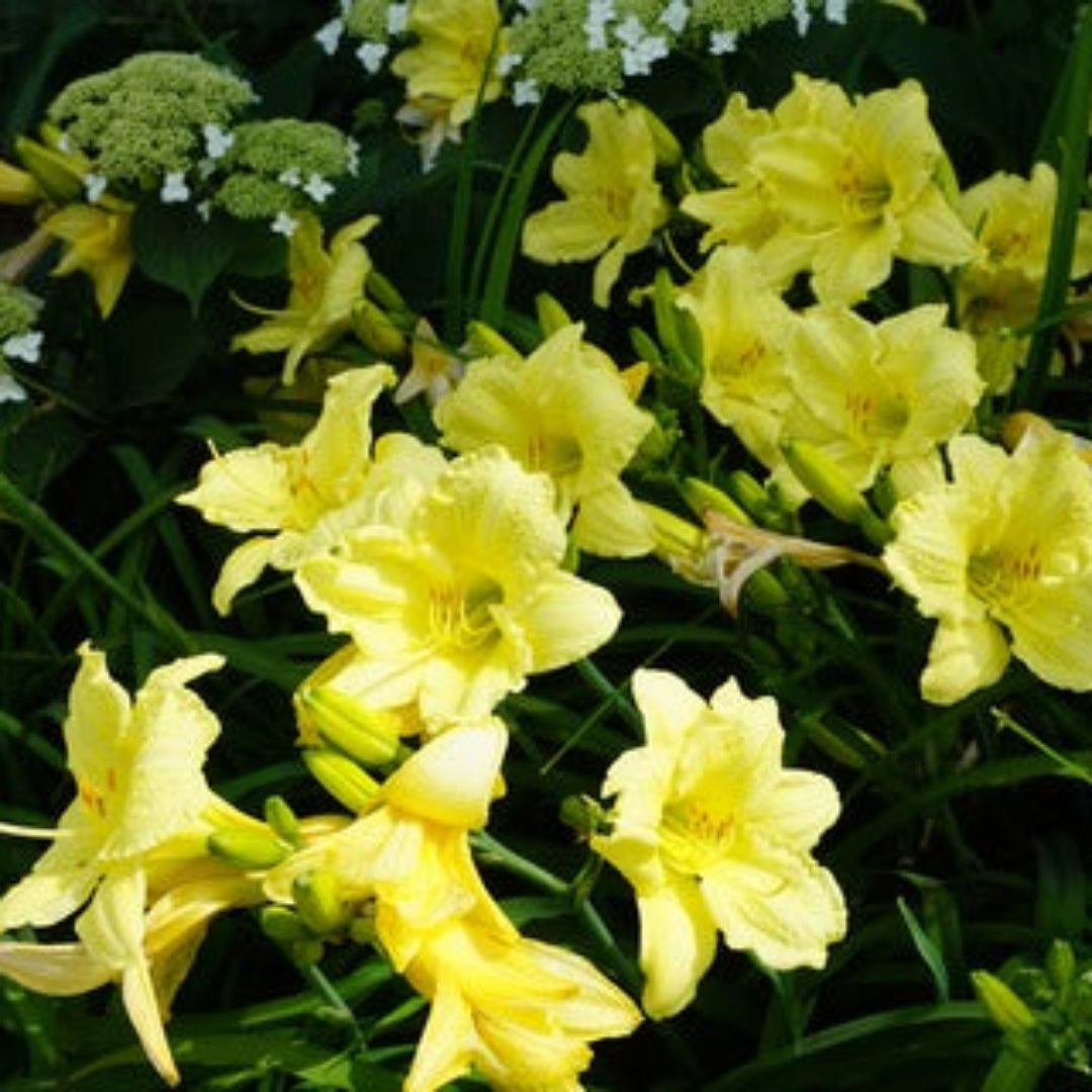 Hemerocallis Rainbow Rhythm &