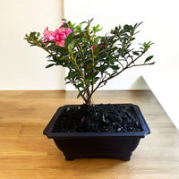 Bonsai Coral Bells Azalea Indoor/Outdoor (Live Plant)