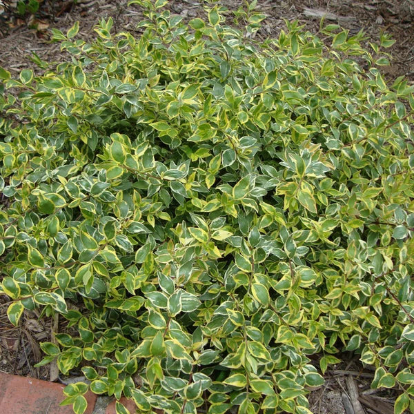 Lemon Lime Radiance Abelia