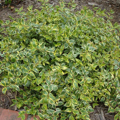 Lemon Lime Radiance Abelia