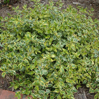 Lemon Lime Radiance Abelia