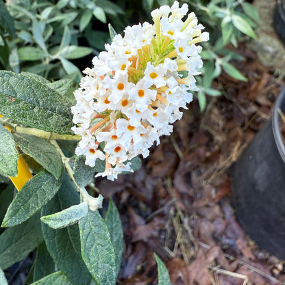 Dapper White Buddleia Butterfly Bush