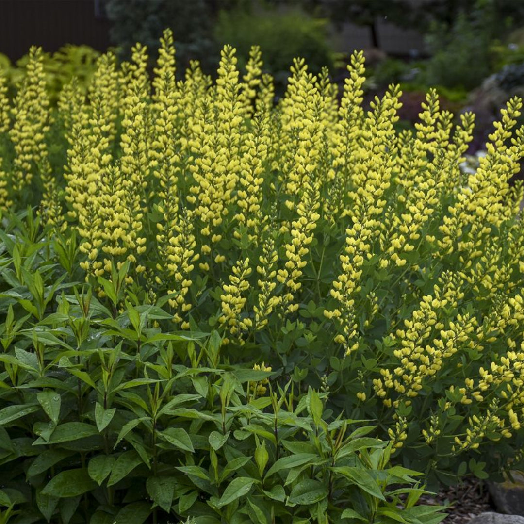 Baptisia Prairieblues Solar Flare