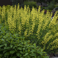 Baptisia Prairieblues Solar Flare