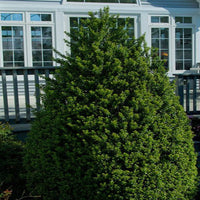 Steeds Japanese Holly