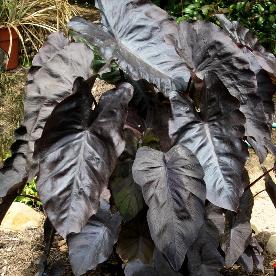 black elephant ear plants for sale Royal Hawaiian Black Coral Elephant Ear buy online plants and trees at pixies Gardens