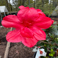 Encore Azalea Autumn Bonfire shrub displaying vibrant red flowers and dense evergreen foliage