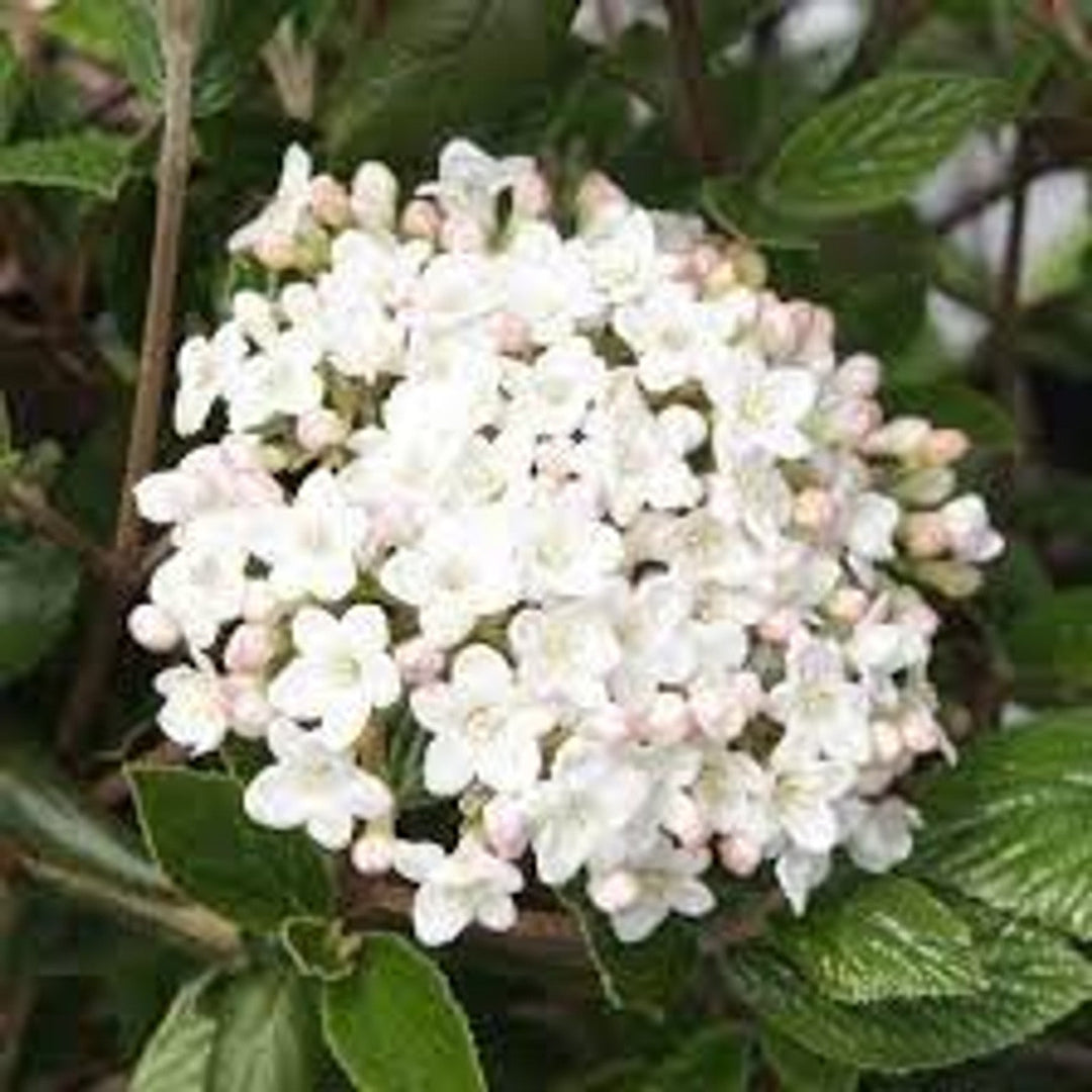 Lime Martini Viburnum