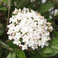 Fragrant Lime Martini Viburnum Bush with Glossy Lime Foliage