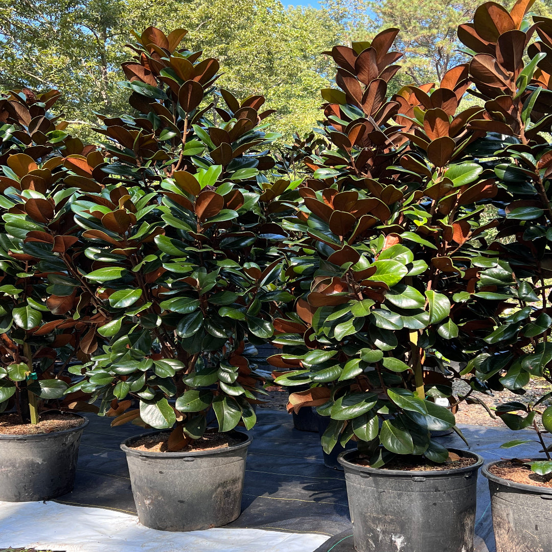Compact Magnolia Tree with Glossy Leaves and Brown Undersides