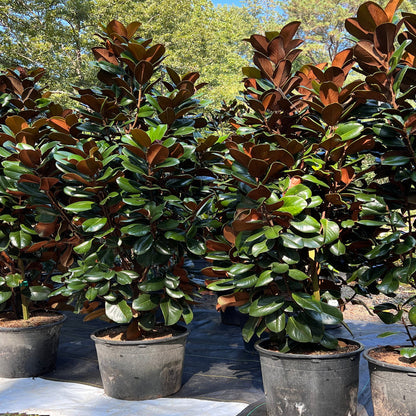 Evergreen Teddy Bear Magnolia Tree in Garden Bed