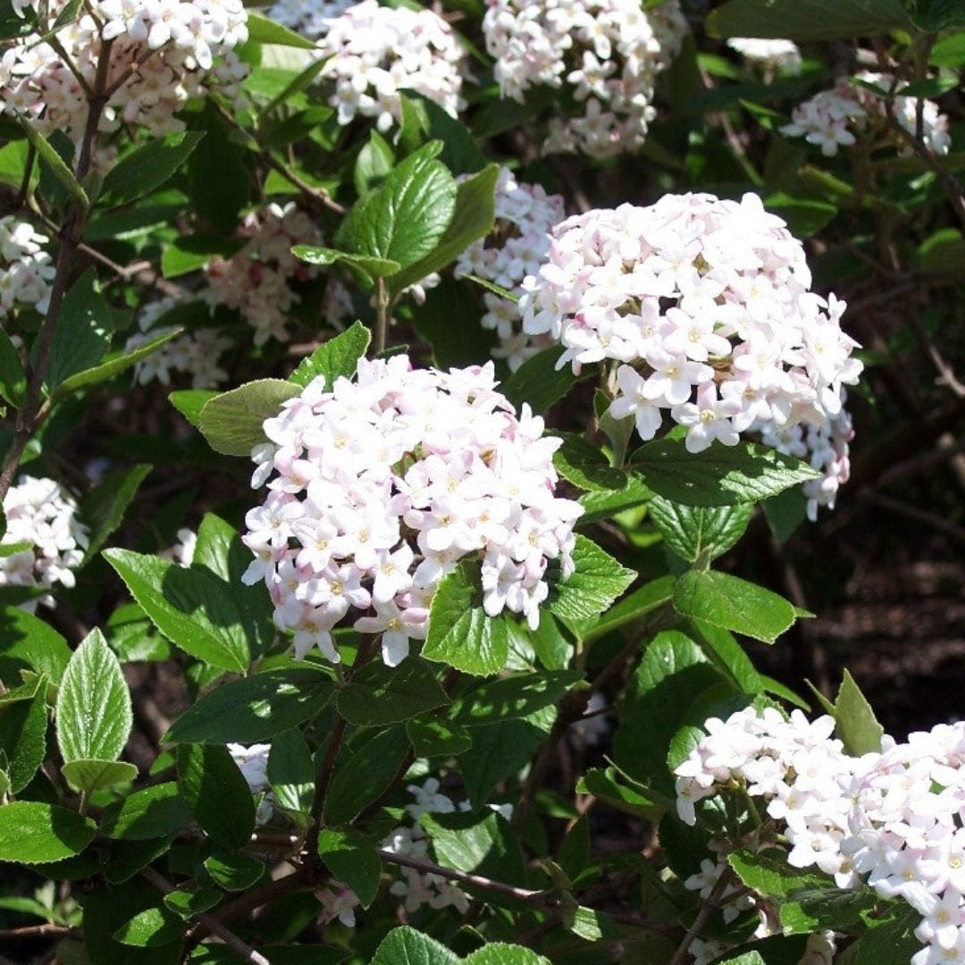 Mohawk Viburnum Shrub