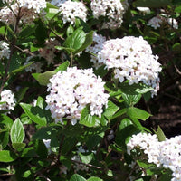 Mohawk Viburnum Shrub with Glossy Foliage and Fragrant White Blooms