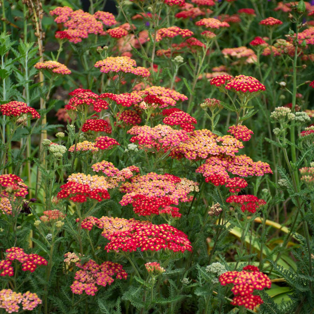 Achillea Millefolium Paprika