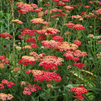Paprika Yarrow plant with red blooms