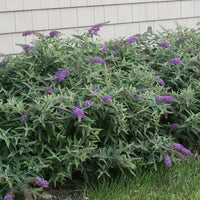 Lo & Behold 'Purple Haze' Butterfly Bush Buddleia