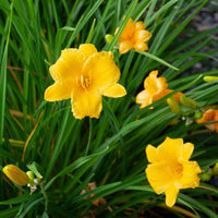 Stella de Oro Daylily Multipack -  [CG]