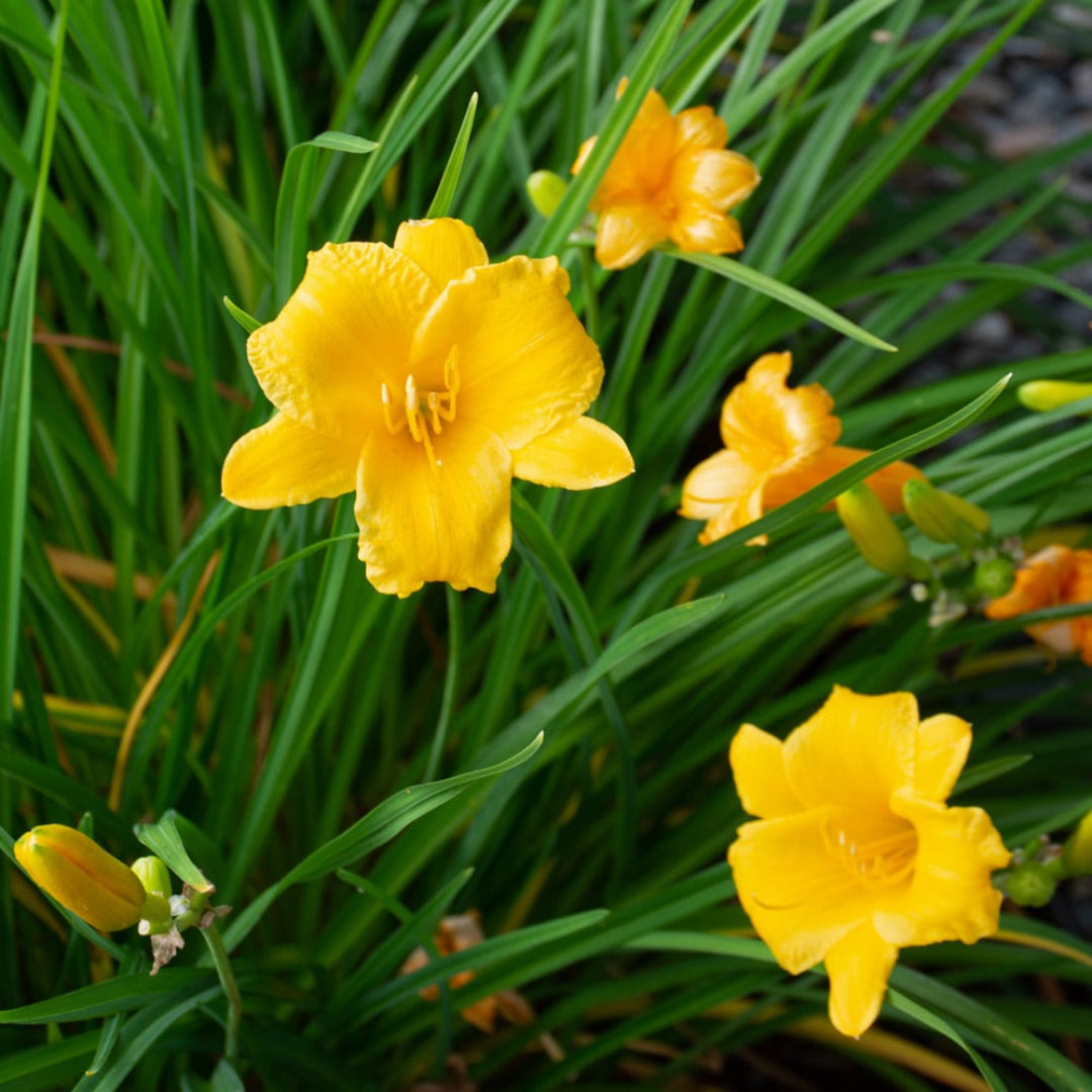 Yellow Daylily Stella Bella