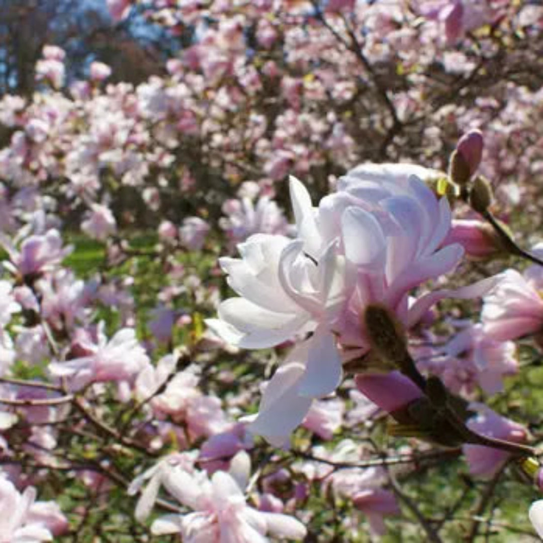 Waterlily Magnolia Tree