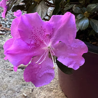 Encore Azalea Autumn Lilac