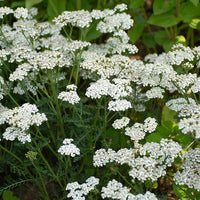 Achillea New Vintage Series 'White' - [EG]