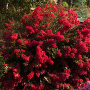 Crape Myrtle 'Cherry Dazzle'