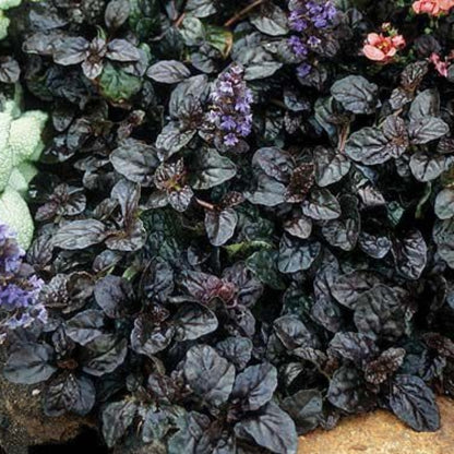 Black Scallop Bugleweed garden plant