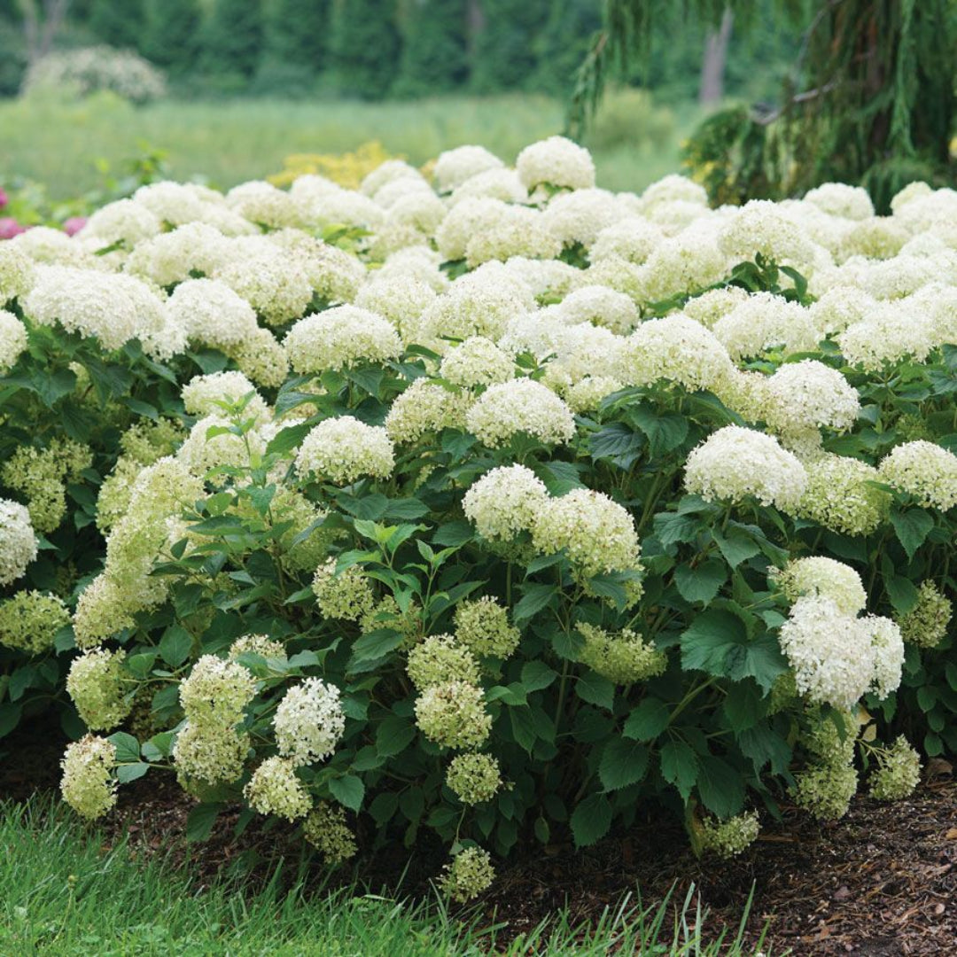 Invincibelle Limetta Hydrangea