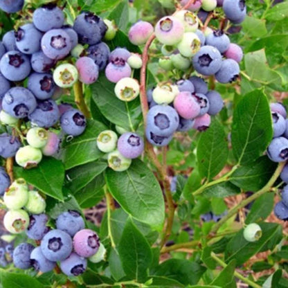 Climax Blueberry Bush