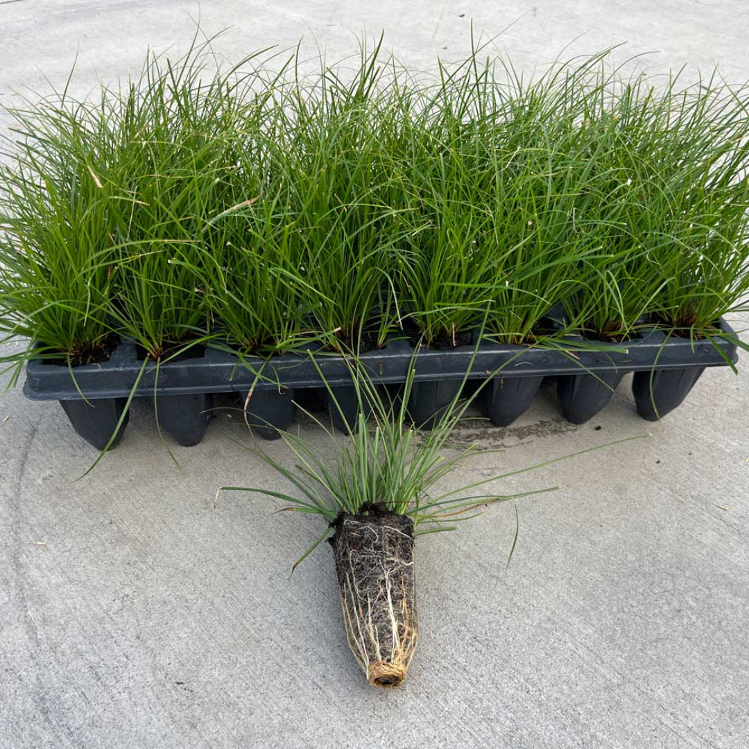 Low-maintenance Pennsylvania Sedge perennial