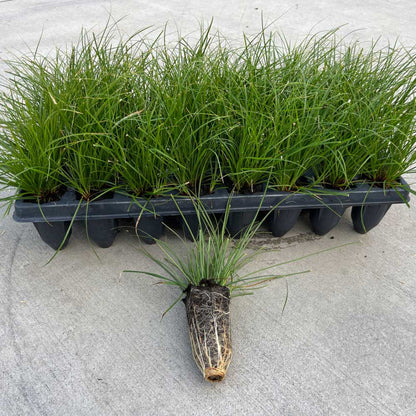 Low-maintenance Pennsylvania Sedge perennial