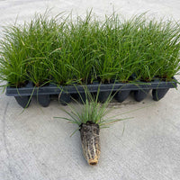 Low-maintenance Pennsylvania Sedge perennial