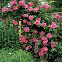 Zephirine Drouhin Rose