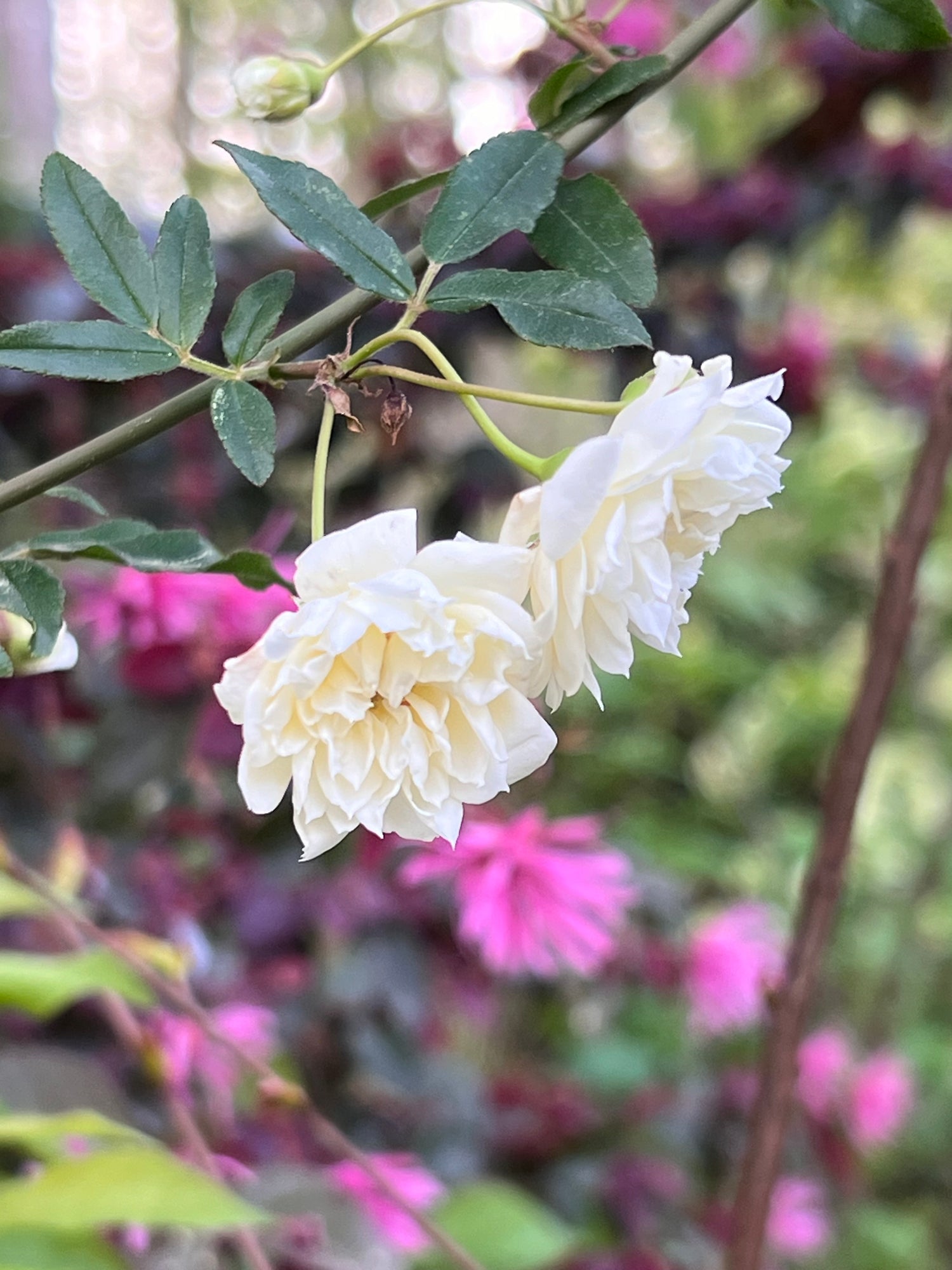 White Lady Banks Rose