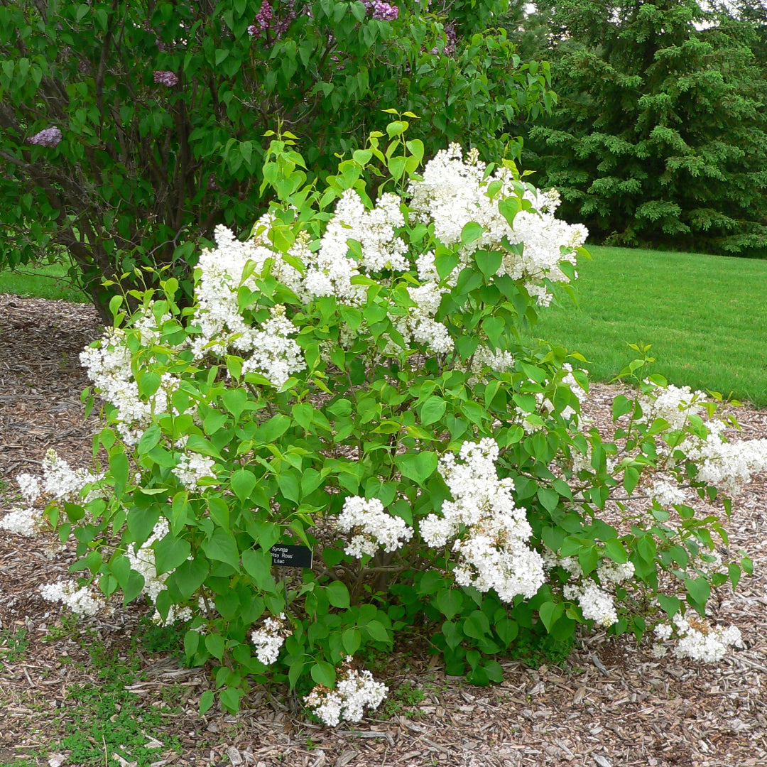 Syringa Betsy Ross Lilac